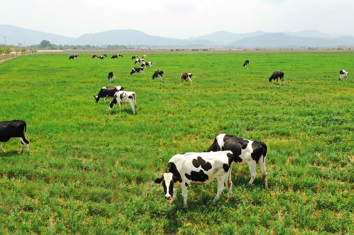 Trang trại bò quy mô lớn, chất lượng tốt